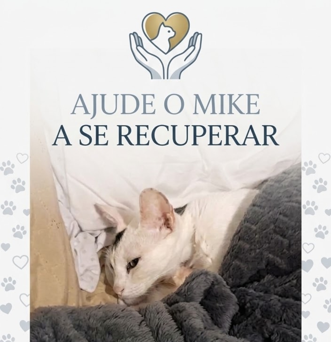 Concorra a um brunch e uma visita ao jardim dos gatos da Gateria Cat Café!