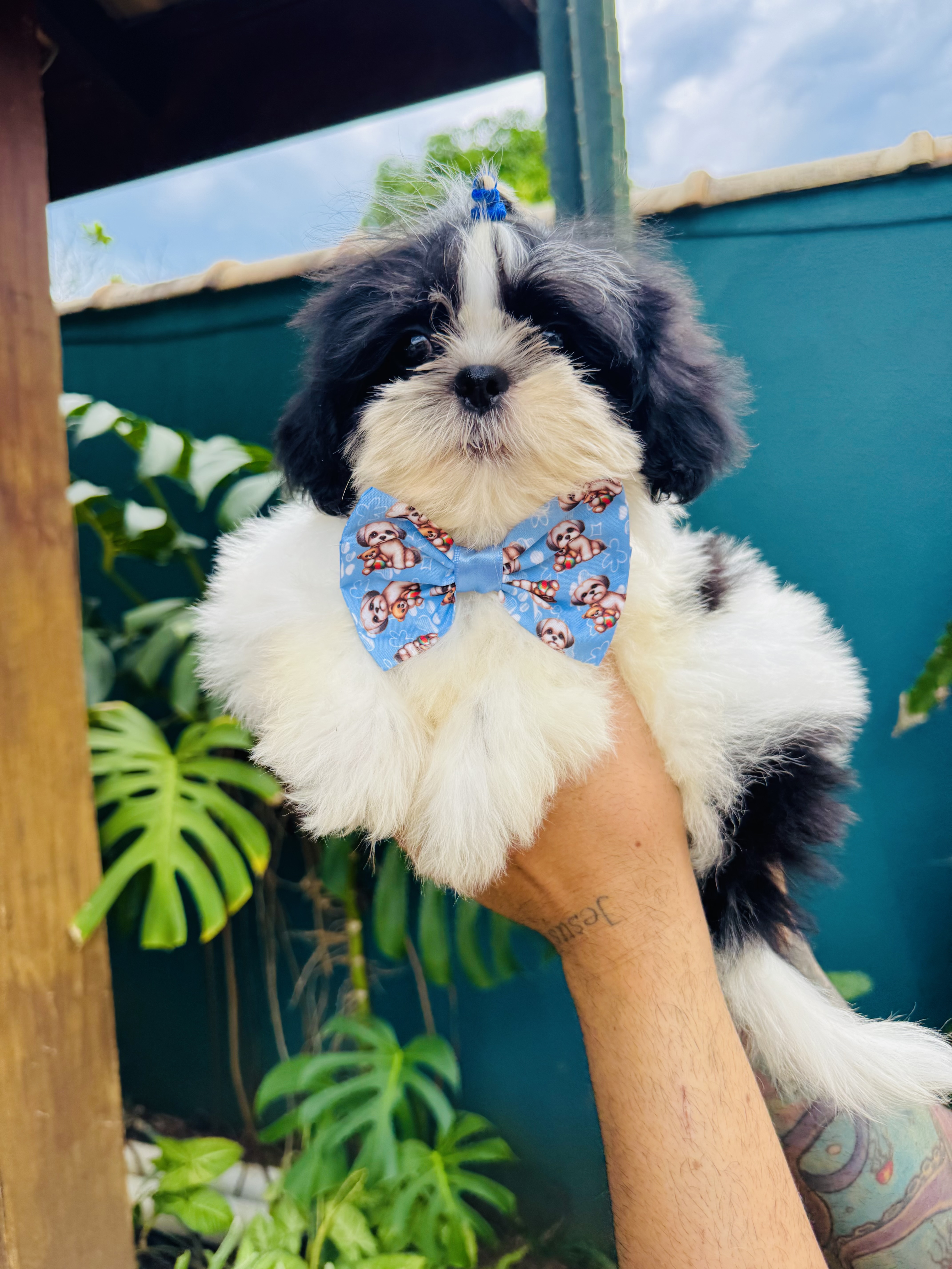 Shitzu Machinho