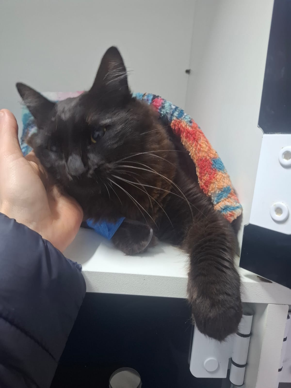 CUSTAS MEDICO VETERINARIAS-GATINHO NENE