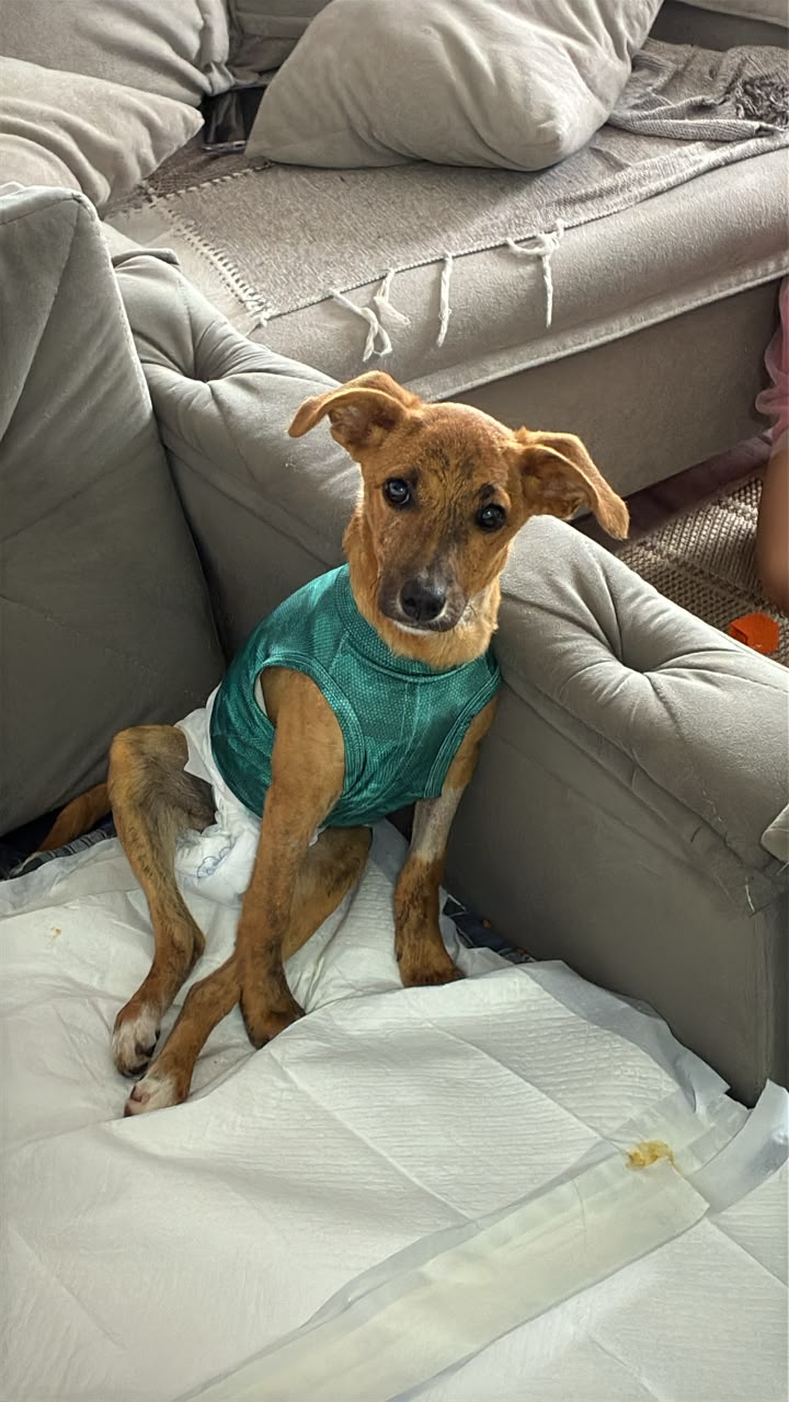 Recuperação da Amora (fisio)